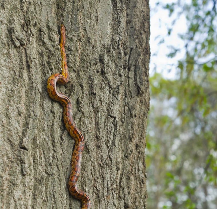Image: Snake going up a tree
